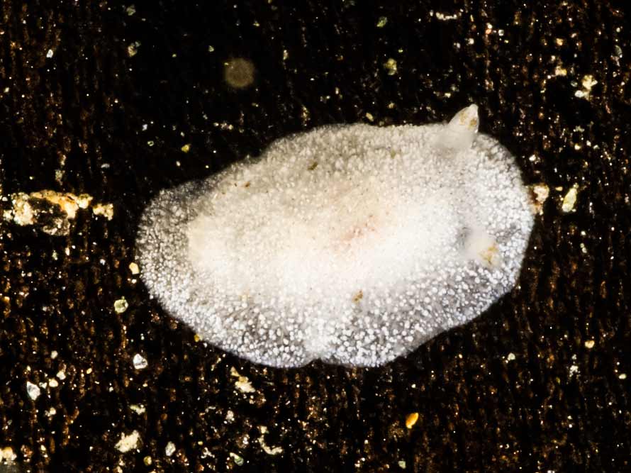 Caryophyllidia dorid sp. A